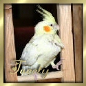 Tweety